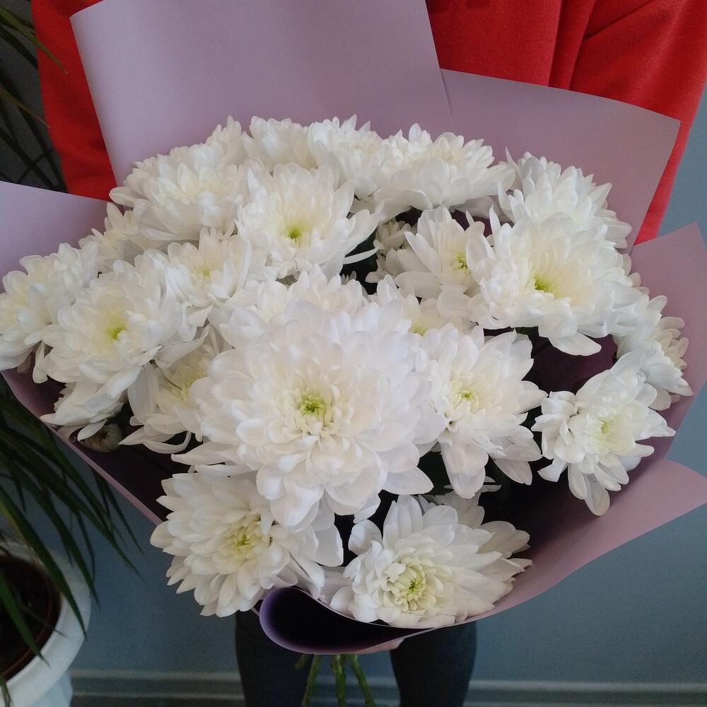 Хризантема кустовая Балтика 5 шт в упаковке Хризантема кустовая Балтика 5 шт в упаковке